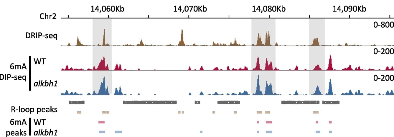 Open access visualization of Line Plot, DRIP-seq Signals, 6mA DIP-seq Signals, Genomic Region, Mutant