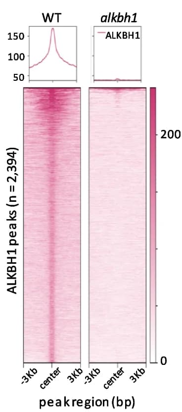 Open access visualization of Heatmap, Line Plot, ALKBH1-binding signals, Wild Type, alkbh1#1 mutant