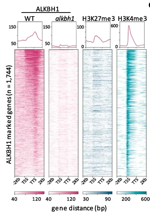 Open access visualization of Heatmap, Line Plot, H3K27me3 levels, H3K4me3 levels, ALKBH1-binding genes