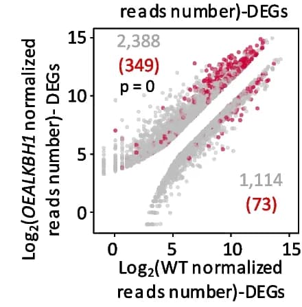 Open access visualization of Scatter Plot, Volcano Plot, Differentially Expressed Genes, ALKBH1-binding genes, OEALKBH1