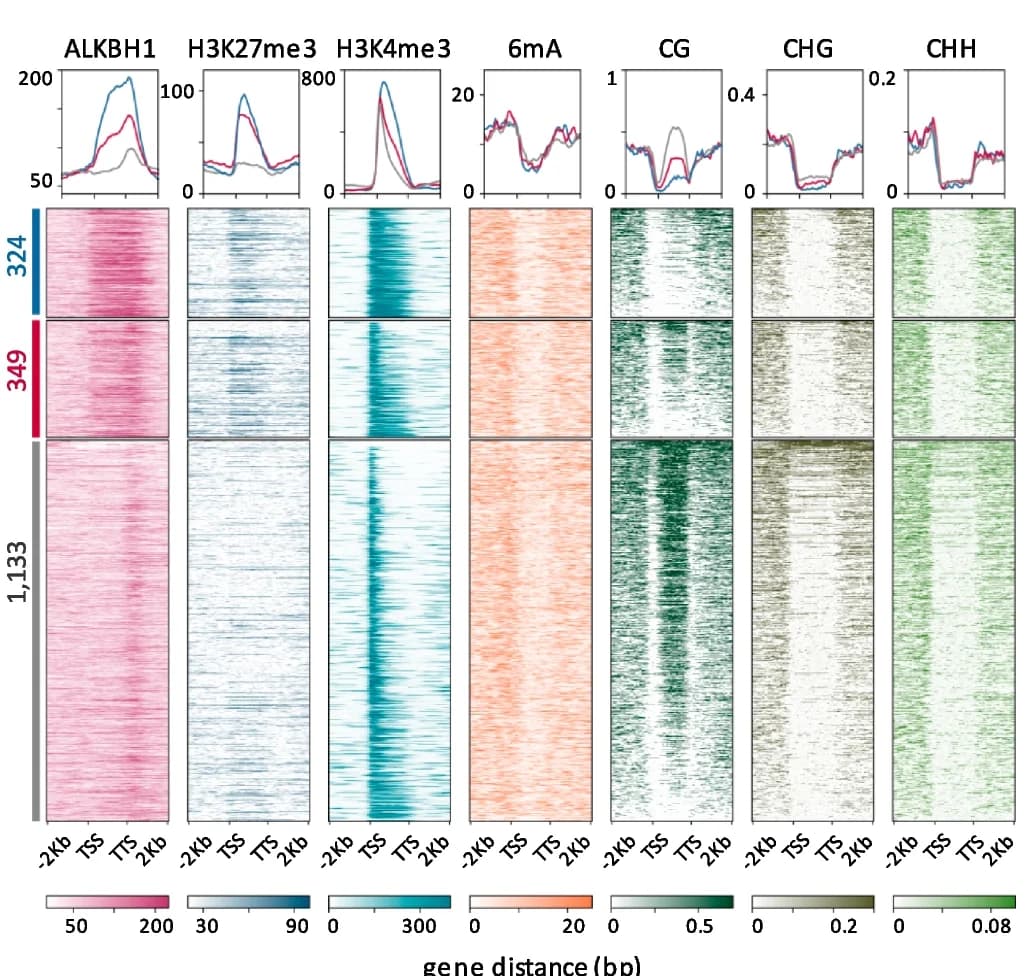 Open access visualization of Heatmap, Line Plot, Chromatin Modification Profiles, ALKBH1-binding genes, alkbh1