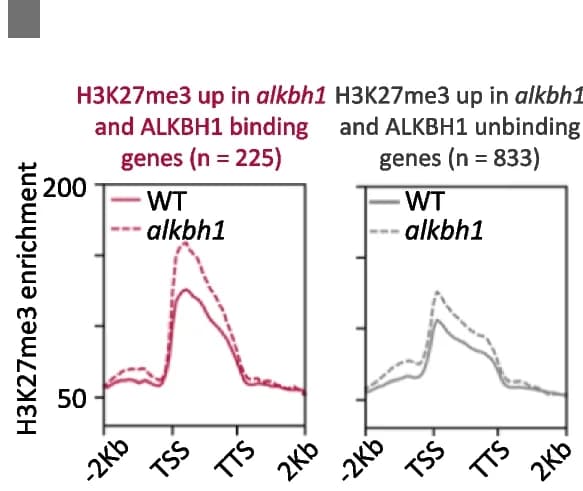 Open access visualization of Line Plot, Histone H3K4me3, Histone H3K9me2, Histone H3K27me3, Immunoblotting