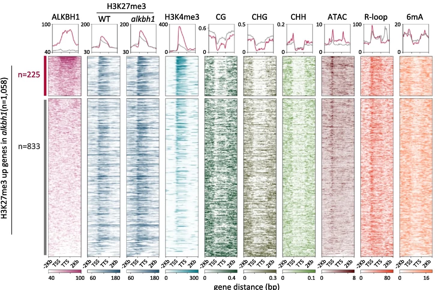 Open access visualization of Heatmap, Line Plot, Heatmaps, Metaplots, ALKBH1 Binding