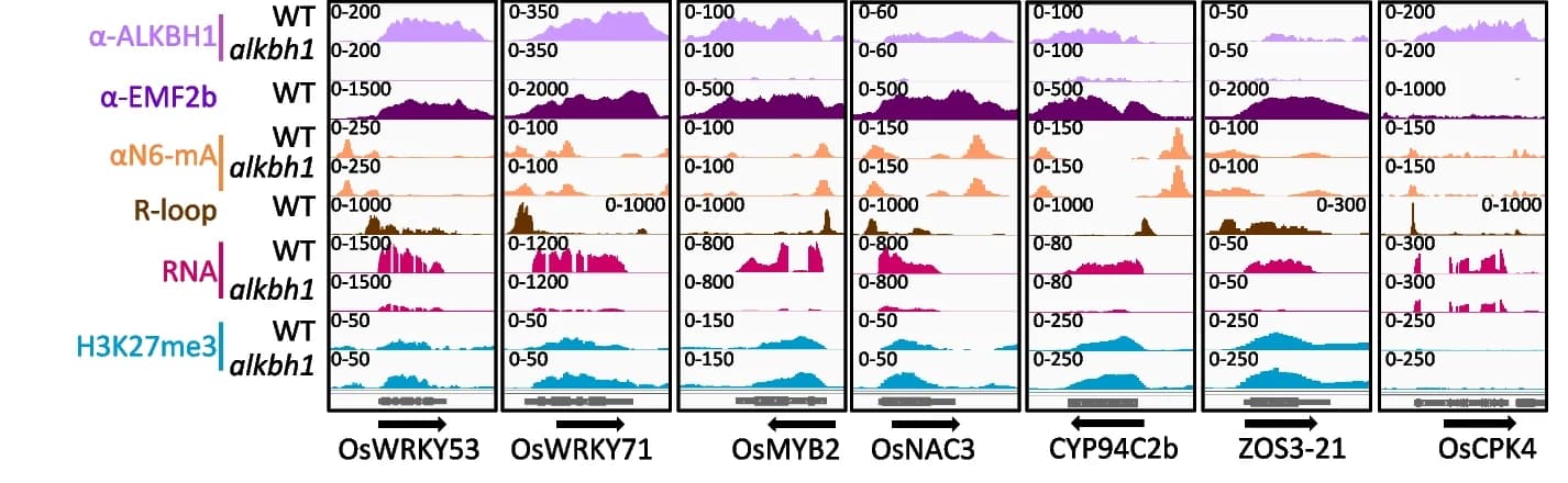 Open access visualization of Line Plot, Density Plot, Integrative Genomics Viewer, Stress-related transcription factor genes, ALKBH1