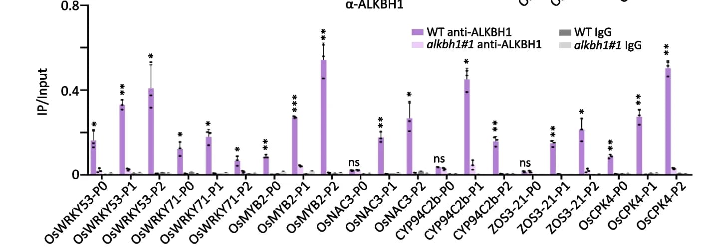 Open access visualization of Bar Plot, Error Bars, Clustered, ChIP-PCR detection, ALKBH1