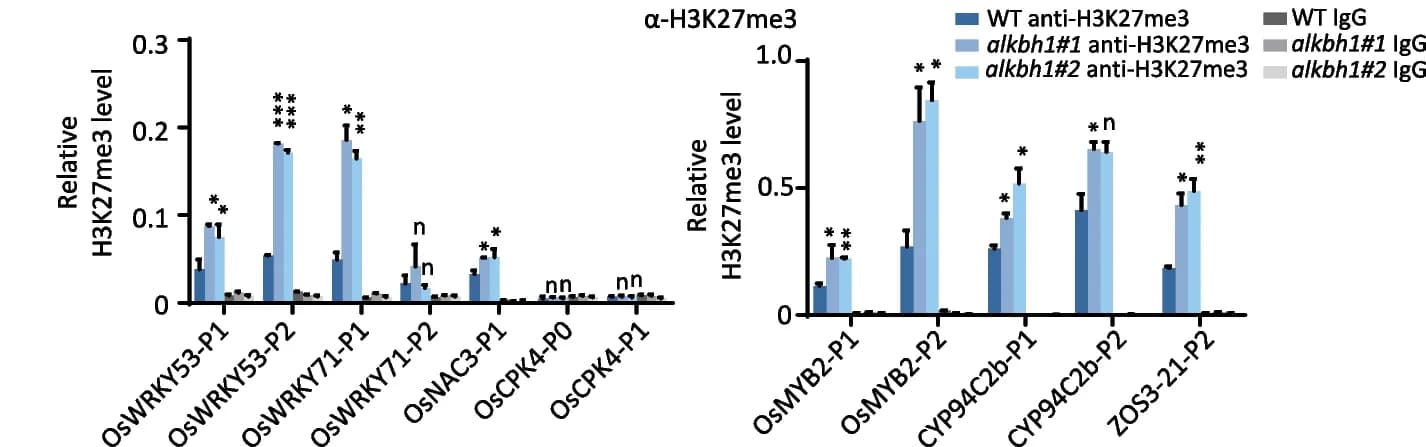 Open access visualization of Bar Plot, Error Bars, Clustered, ChIP-PCR detection, H3K27me3
