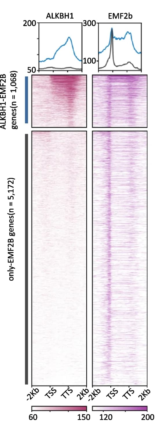 Open access visualization of Heatmap, Line Plot, Bar Plot, ALKBH1, EMF2b