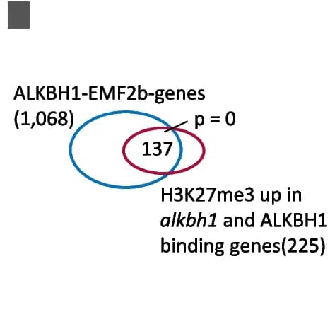 Open access visualization of Venn Diagram, Genes, EMF2b, ALKBH1, H3K27me3
