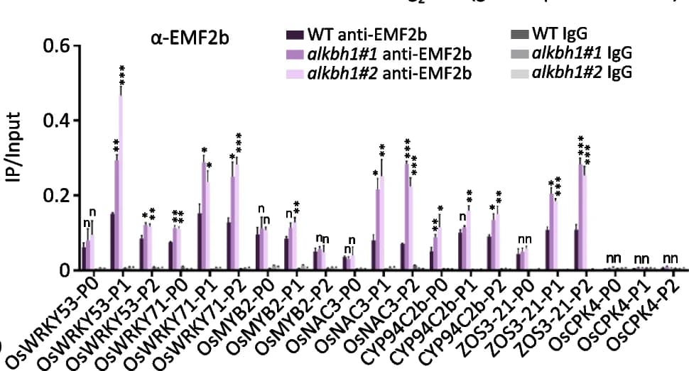 Open access visualization of Bar Plot, Error Bars, Clustered, EMF2b, ChIP-PCR