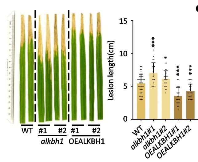 Open access visualization of Bar Plot, Error Bars, Leaf Phenotypes, Plants, Biological Replicates