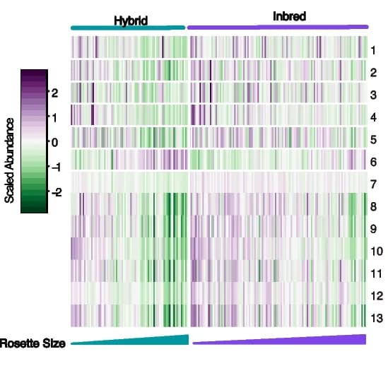 Open access visualization of Heatmap, Gene Expression, Rosette Size, K-means Clustering, F1 Hybrids