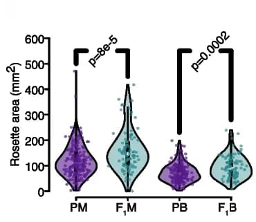 Open access visualization of Violin Plot