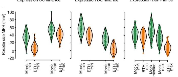 Open access visualization of Violin Plot, Biomass, Gene Expression, Rosette Size, Gene Clusters