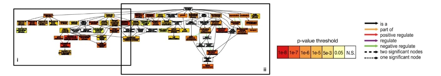 Open access visualization of Pathway, GO Enrichment, Gene Clusters, Gene Ontology, Network Analysis