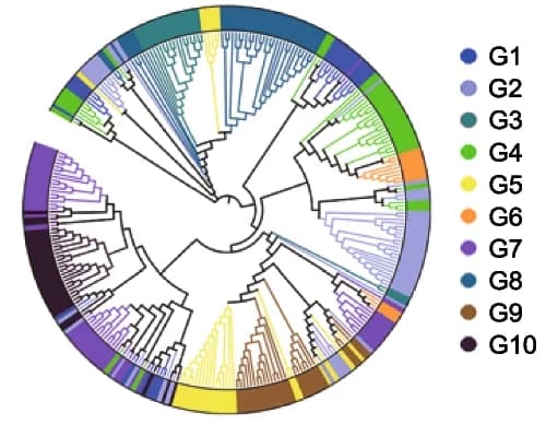 Open access visualization of Network, Pathway, Phylogenetic Tree, Wheat Accessions, Whole-Genome SNPs
