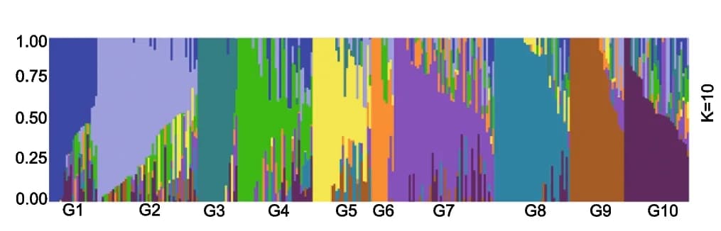 Open access visualization of Stacked Bar Plot, Population Structure Analysis, Wheat Accessions, Cluster Membership