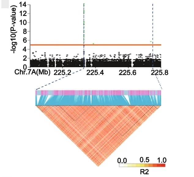 Open access visualization of Manhattan Plot, Heatmap, Linkage Disequilibrium, Spike Morphology, SNP