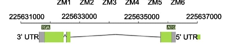 Open access visualization of Illustration, Gene Structure, Exon, Intron