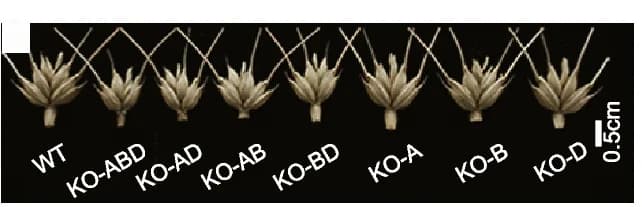 Open access visualization of Photo, Spikelet, Wild Type, Knockout Lines