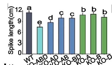 Open access visualization of Bar Plot, Error Bars, Spike Length, Wild Type, Knockout Lines