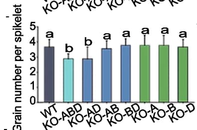 Open access visualization of Bar Plot, Error Bars, Grain Number per Spikelet, Wild Type, Knockout Lines