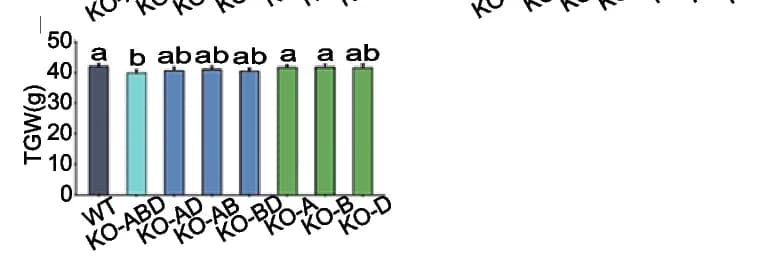 Open access visualization of Bar Plot, Error Bars, Thousand Grain Weight, Wild Type, Knockout Lines