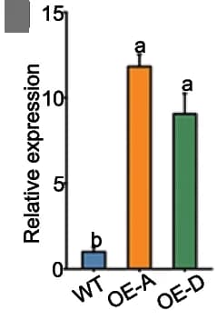 Open access visualization of Bar Plot, Error Bars, Transcript Levels, OE, WT