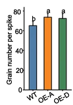 Open access visualization of Bar Plot, Error Bars, Grain Number, WT Lines, OE Lines