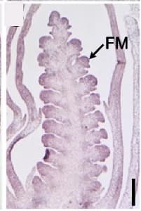 Open access visualization of Microscopy, mRNA in situ hybridization, TaSPL17, Shoot Apex Meristem, Spikelet Meristems