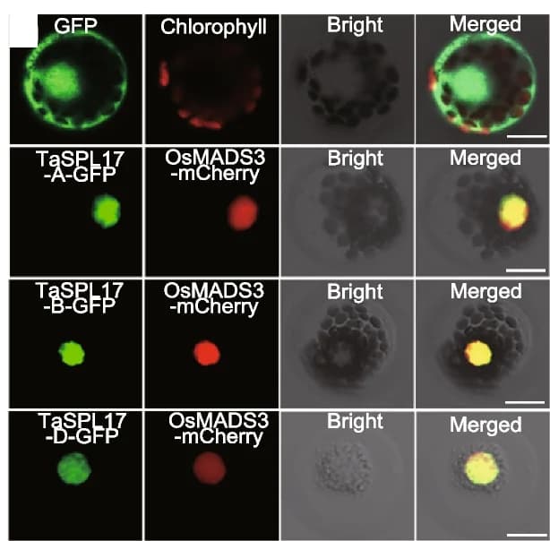 Open access visualization of Microscopy, Subcellular Localization, TaSPL17, TaSPL17-A-GFP, TaSPL17-B-GFP
