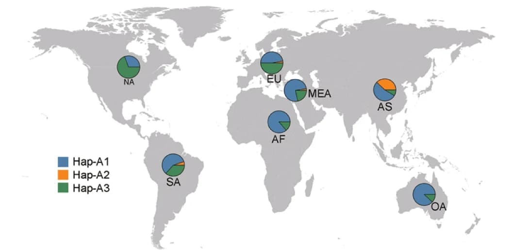 Open access visualization of Geo Map, Pie Chart, Geographical distribution, Haplotypes