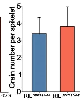 Open access visualization of Bar Plot, Error Bars, Spike Length, Spikelet Number, Grain Number per Spikelet