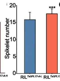 Open access visualization of Bar Plot, Error Bars, Spike Length, Spikelet Number, Grain Number per Spikelet
