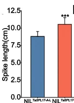 Open access visualization of Bar Plot, Error Bars, Spike Length, Spikelet Number, Grain Number per Spikelet