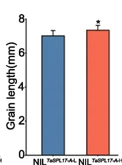 Open access visualization of Bar Plot, Error Bars, Spike Length, Spikelet Number, Grain Number per Spikelet