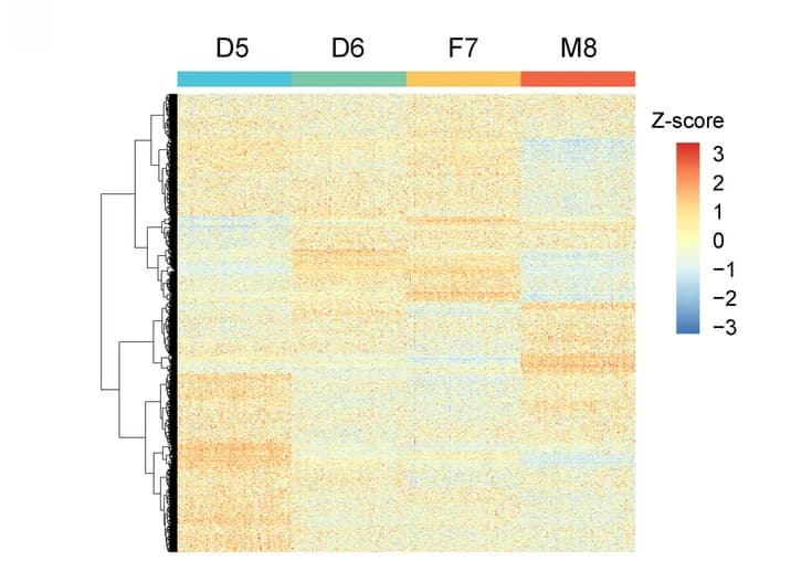 Open access visualization of Heatmap, Clustered, Differentially Expressed Proteins, Cluster Analysis, Protein Intensities