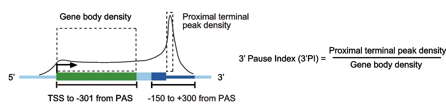 Open access visualization of Line Plot, Illustration, 3' end pause index