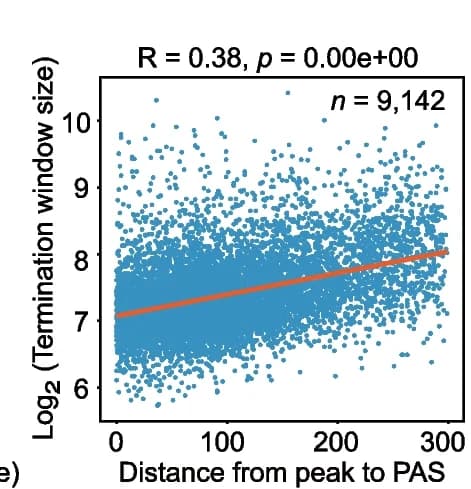 Open access visualization of Scatter Plot, Regression Plot, Termination window size, Polyadenylation site