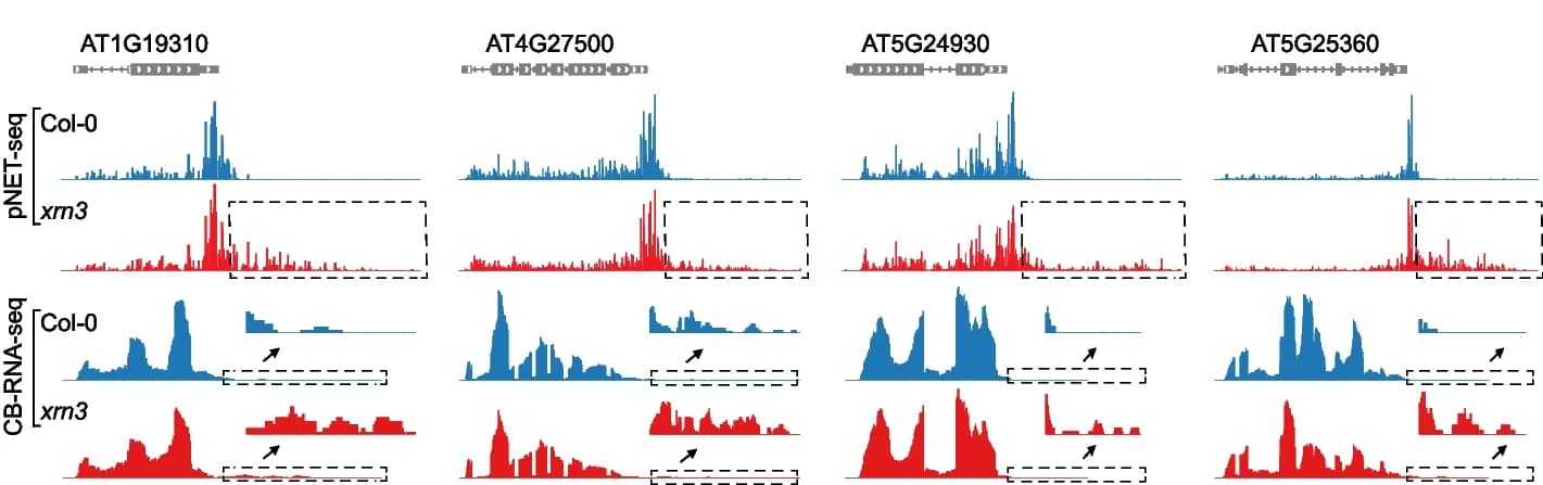 Open access visualization of Line Plot, Genome Browser Tracks, pNET-seq Data, Chromatin-bound RNA-seq Data, Readthrough