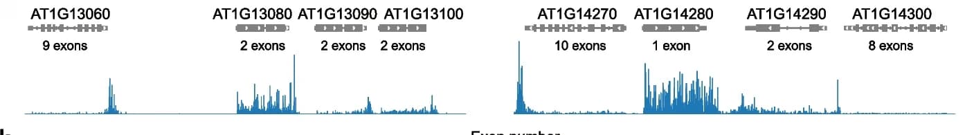 Open access visualization of Line Plot, Pol II profile, Gene, Exon numbers
