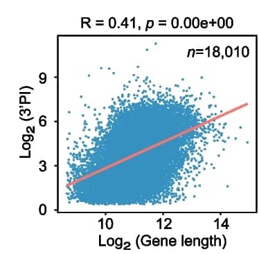 Open access visualization of Scatter Plot, Regression Plot, 3'PI, Gene length, Trendline