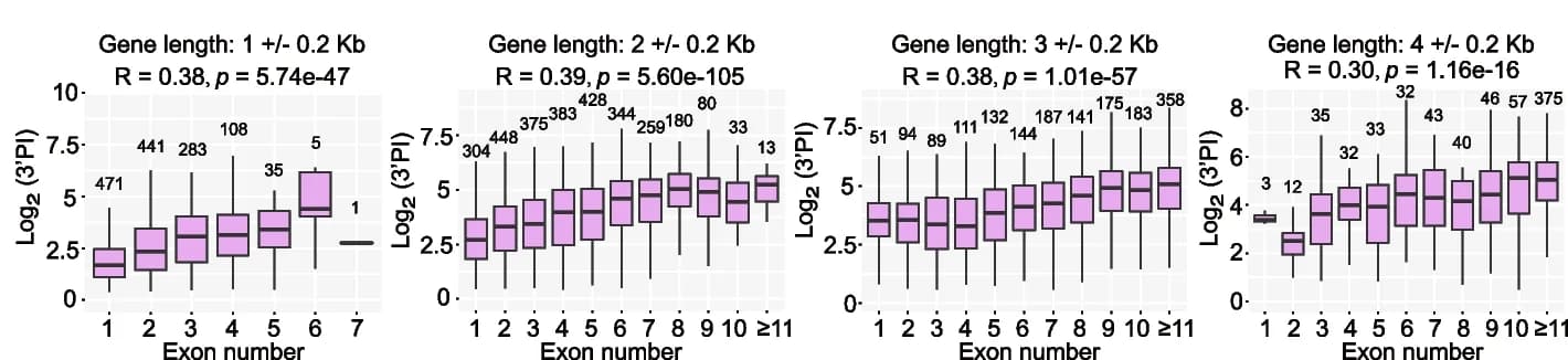 Open access visualization of Box Plot, Box plots, 3'PI, Exon numbers, Gene groups