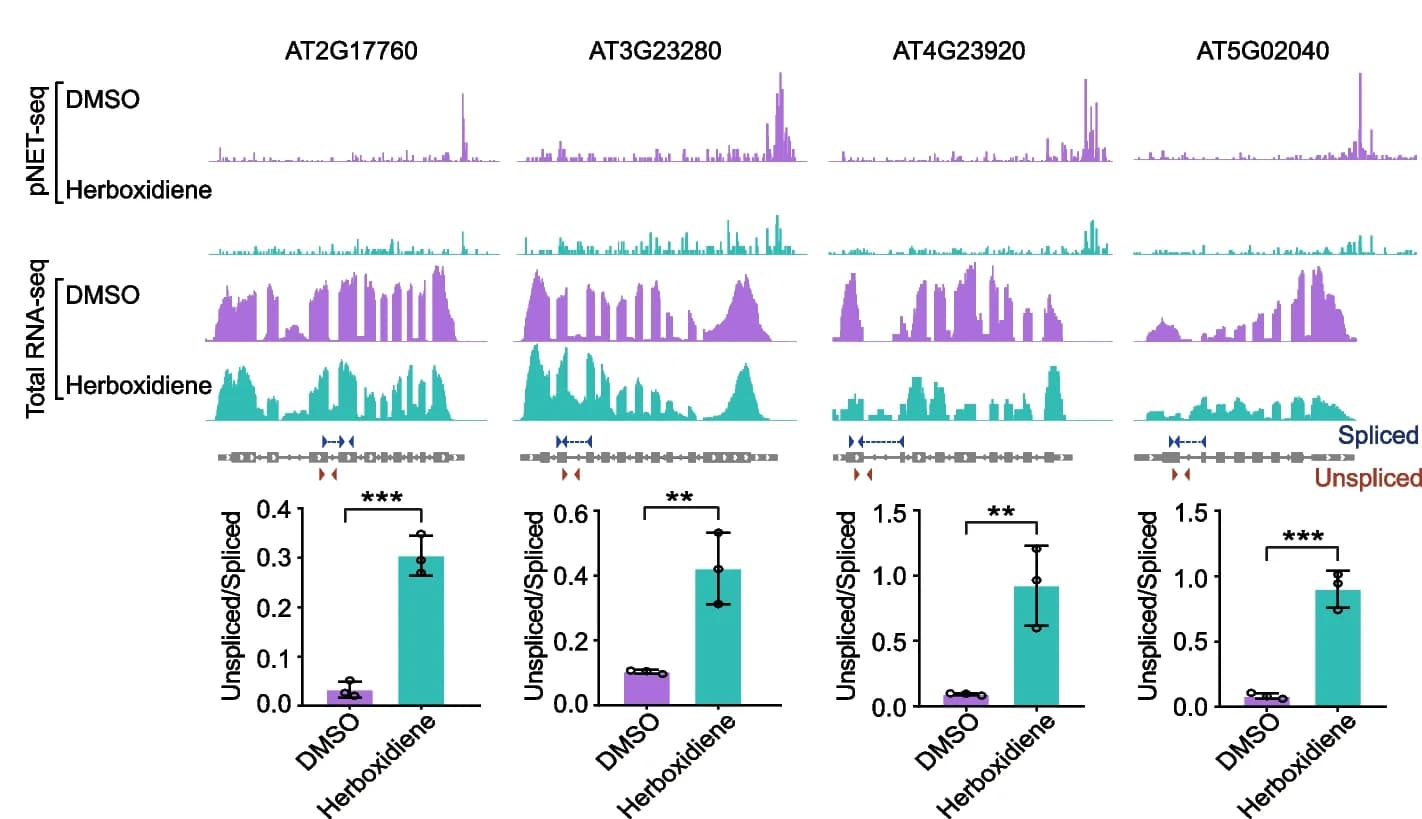 Open access visualization of Bar Plot, Error Bars, Line Plot, Genes, Herboxidiene