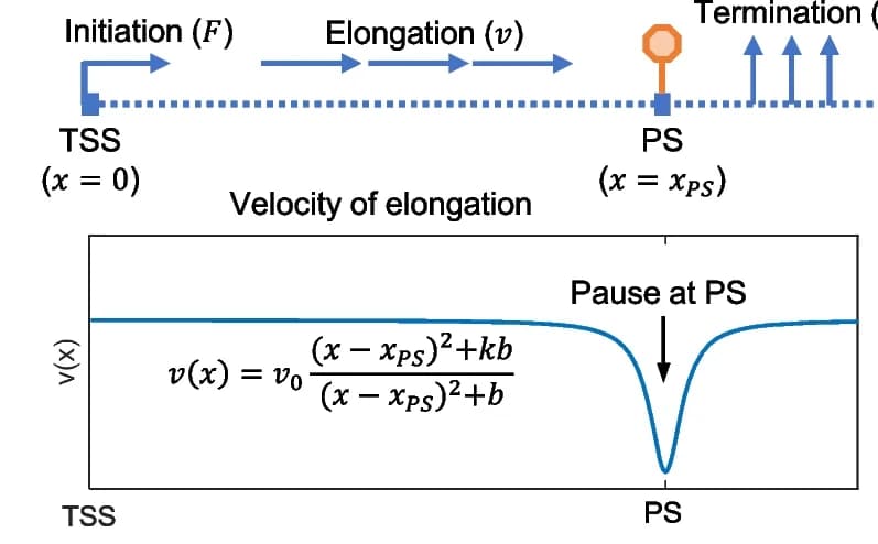 Open access visualization of Line Plot, Workflow, Mathematical Model, Pol II Pausing, Elongation Velocity
