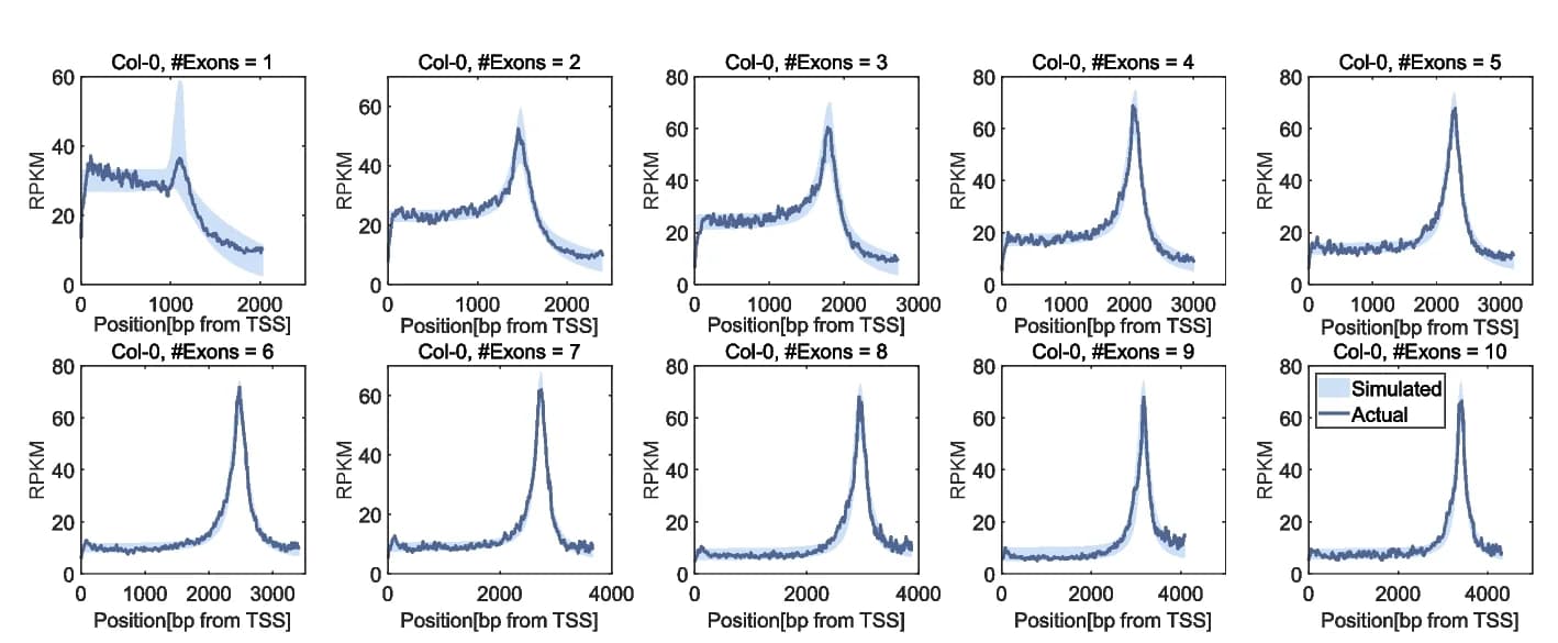 Open access visualization of Line Plot, Error Bars, Pol II Occupancy Profiles, Mathematical Model, pNET-seq Data