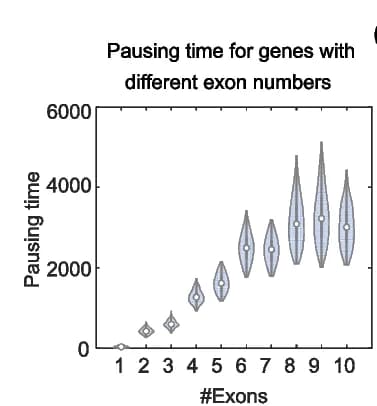 Open access visualization of Violin Plot, 3’ End Pausing Time, Mathematical Model, Exon Number, Col-0