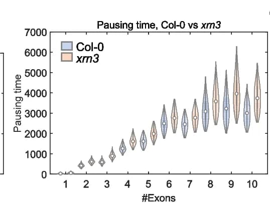 Open access visualization of Violin Plot, 3’ End Pausing Time, Mathematical Model, Col-0, xrn3 Mutant
