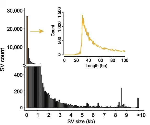 Open access visualization of Histogram, Line Plot, Density Plot, Structural Variations, Genome Assembly