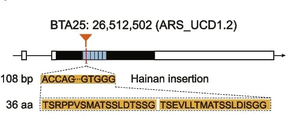 Open access visualization of Illustration, Chromosomal Position, Genome Alignment, 108-bp Insertion