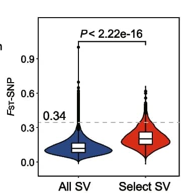 Open access visualization of Violin Plot, Box Plot, F ST Values, SNPs, Structural Variations